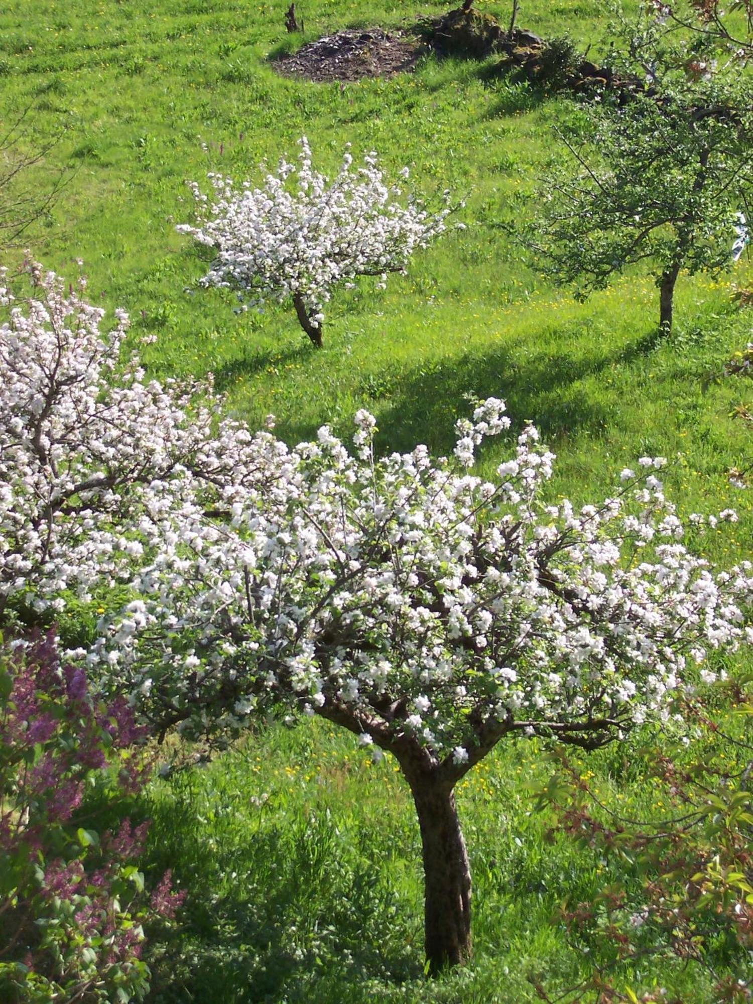 Auberge Hotel De Tournemire - Cantal Εξωτερικό φωτογραφία